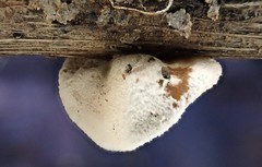 Schizophyllum amplum