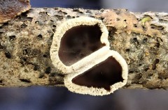 Schizophyllum amplum