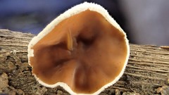 Schizophyllum amplum