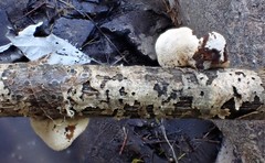 Schizophyllum amplum