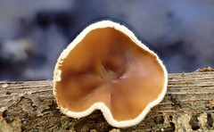 Schizophyllum amplum