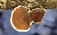 Schizophyllum amplum