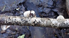 Schizophyllum amplum