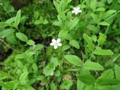 Moehringia lateriflora