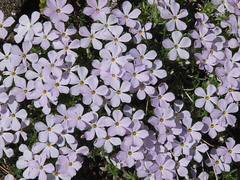 Phlox diffusa longistylis