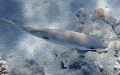 Lutjanus ehrenbergii