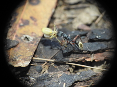 Myrmecia chrysogaster
