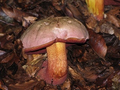 Rubroboletus rhodoxanthus