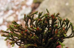 Schistidium rivulare