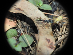 Myrmecia chrysogaster