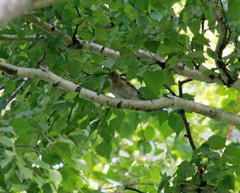 Emberizidae