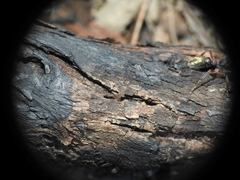 Myrmecia chrysogaster
