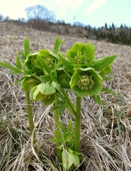 Helleborus odorus