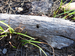 Myrmecia chrysogaster