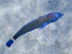 Pseudodax moluccanus