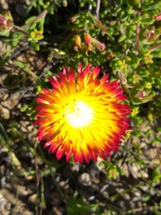 Drosanthemum bicolor