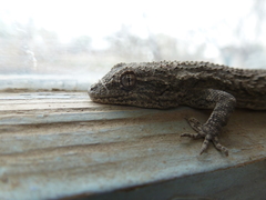 Mediodactylus russowii