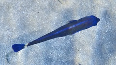 Pseudodax moluccanus