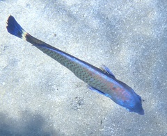 Pseudodax moluccanus