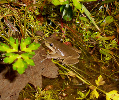 Hyla arborea
