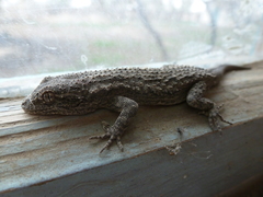 Mediodactylus russowii