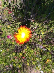 Drosanthemum bicolor