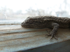 Mediodactylus russowii