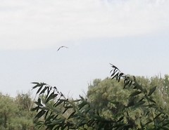 Haliaeetus albicilla