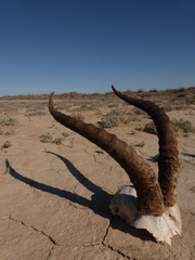 Gazella subgutturosa
