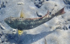 Calotomus viridescens