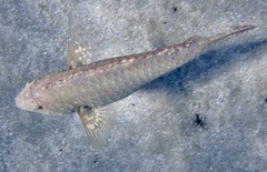 Calotomus viridescens