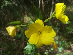 Oenothera