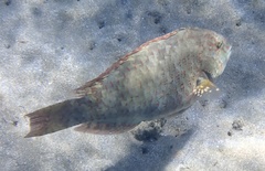 Calotomus viridescens