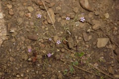 Allophyllum capillare