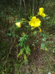 Oenothera