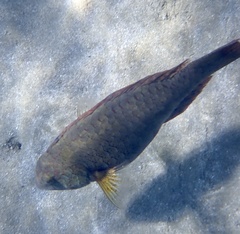 Calotomus viridescens