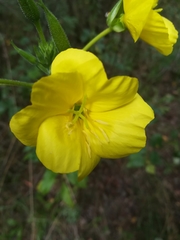 Oenothera
