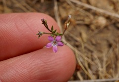 Allophyllum capillare