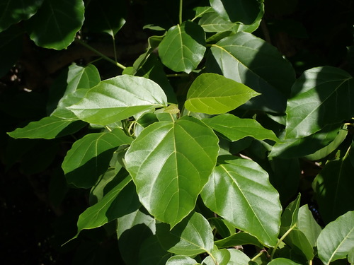 Cordia subcordata