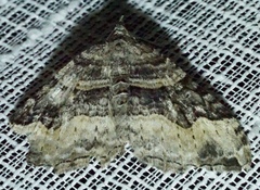 Xanthorhoe defensaria