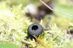 Plectania rhytidia