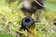 Plectania rhytidia