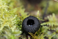 Plectania rhytidia