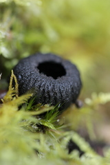 Plectania rhytidia