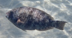 Calotomus viridescens