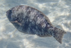 Calotomus viridescens