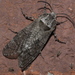 Prionoxystus macmurtrei - Photo (c) xpda, alguns direitos reservados (CC BY-SA)
