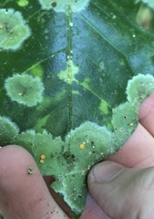 Coenogonium fallaciosum