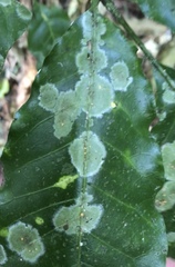 Coenogonium fallaciosum
