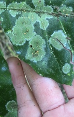 Coenogonium fallaciosum